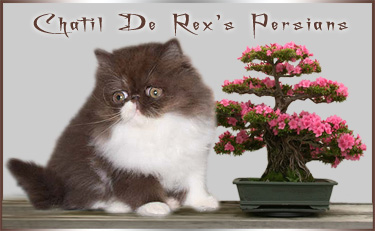 Chatil De Rex's Persian cattery